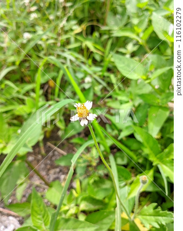wildflowers with white strands and yellow in the middle 116102279