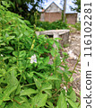 white flowers that grow in the wild but close to people's homes 116102281