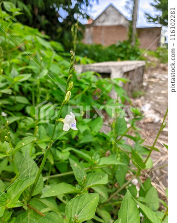 white flowers that grow in the wild but close to people's homes 116102281