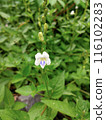 small white flowers with the addition of blue in the middle that grow in the wild 116102283