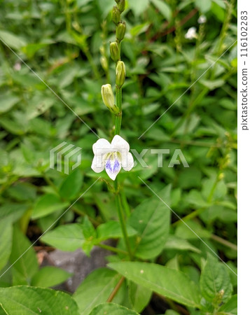 small white flowers with the addition of blue in the middle that grow in the wild 116102283