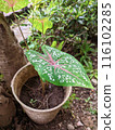 The plant is in a pot with wide leaves and there is a beautiful pattern on the leaves 116102285