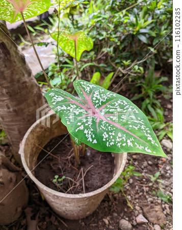 The plant is in a pot with wide leaves and there is a beautiful pattern on the leaves 116102285
