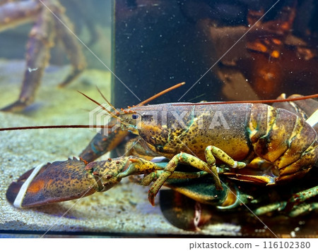Crayfish in the aquarium. Close-up of crayfish 116102380