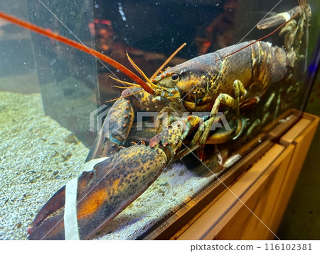 Crayfish in the aquarium. Close-up of crayfish 116102381