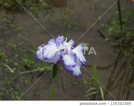 鳶尾花 鳶尾花 116102389