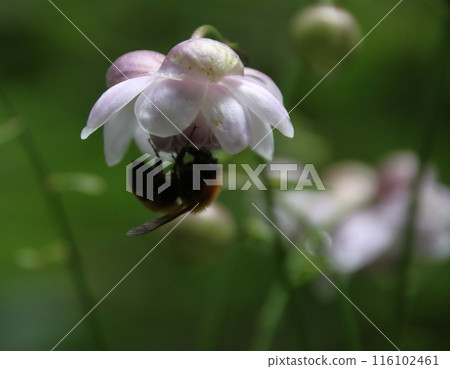 A honeybee sucking nectar from a Chinese lily A honeybee sucking nectar from a Chinese lily 116102461