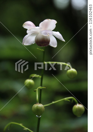 Renge goshoma 116102463