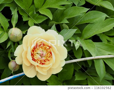 Paula Faye 116102562