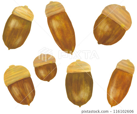 Acorn illustration set 116102606