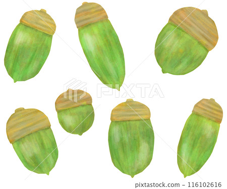 藍色橡子插圖集 藍色橡子插圖集 116102616