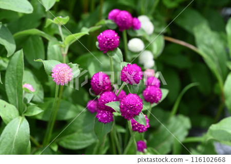 Red zinnia flowers blooming in the garden 116102668