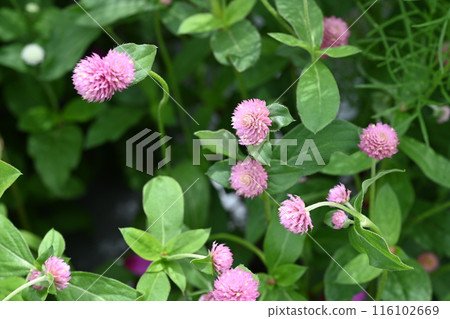 Pink zinnia flowers blooming in the garden 116102669