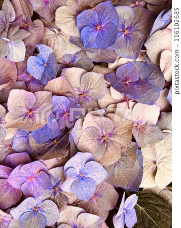 Dried flower of hydrangea Dried flower of hydrangea 116102685