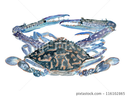Watercolor illustration of Taiwan blue crab 116102865