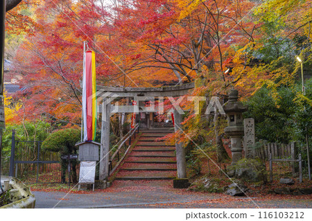 秋季京都的宗林院（山科書店），秋葉美麗 116103212