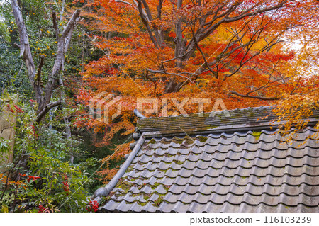 秋季京都的宗林院（山科書店），秋葉美麗 116103239