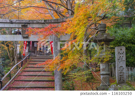 秋季京都的宗林院(山科書店),秋葉美麗 秋季京都的宗林院(山科書店),秋葉美麗 116103250