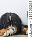 困倦的伯恩山犬大型犬 116103298