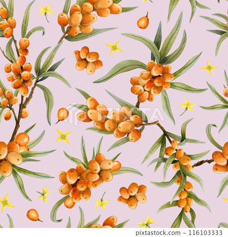Ripe fall berries of sea buckthorn on branches with tiny yellow flowers watercolor seamless pattern on pastel pink. Botanical background for autumn in warm and dust colors for herbal products Ripe fall berries of sea buckthorn on branches with tiny yellow flowers watercolor seamless pattern on pastel pink. Botanical background for autumn in warm and dust colors for herbal products 116103333
