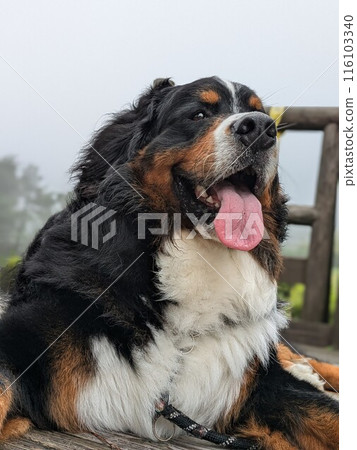 凝視狗 大型犬 伯恩山犬 116103340