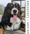 凝視狗 伯恩山犬 大型犬 116103364