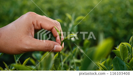 Woman Hand holding harvest plucking black green tea herbal agriculture. Woman work Black Tea farm harvest. hand plucking green tea tree picking bud young tender camellia sinensis leaves organic farm Woman Hand holding harvest plucking black green tea herbal agriculture. Woman work Black Tea farm harvest. hand plucking green tea tree picking bud young tender camellia sinensis leaves organic farm 116103408