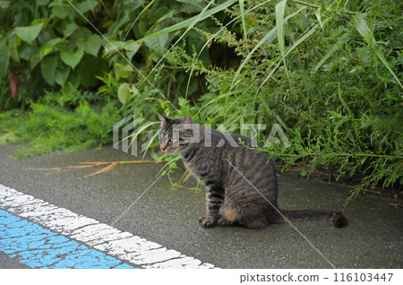 Tabby cat sitting by the roadside 116103447