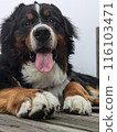 黑狗 伯恩山犬 大犬 116103471
