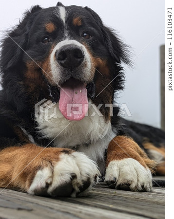 黑狗 伯恩山犬 大犬 116103471