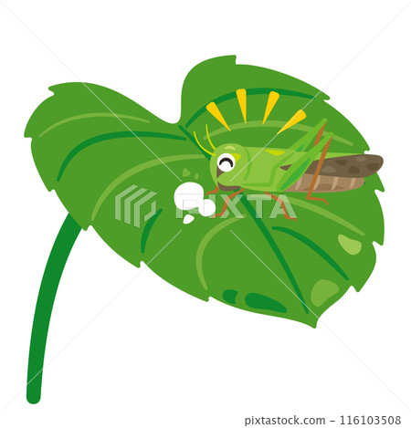 Grasshopper eating a leaf 116103508