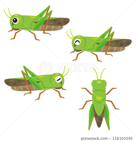 Grasshopper set 116103595