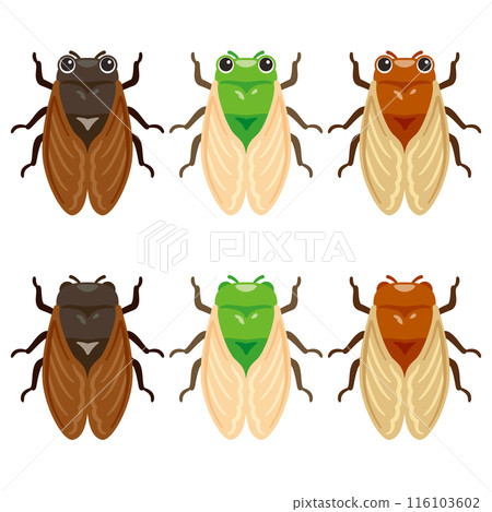 Various cicada illustration set Various cicada illustration set 116103602