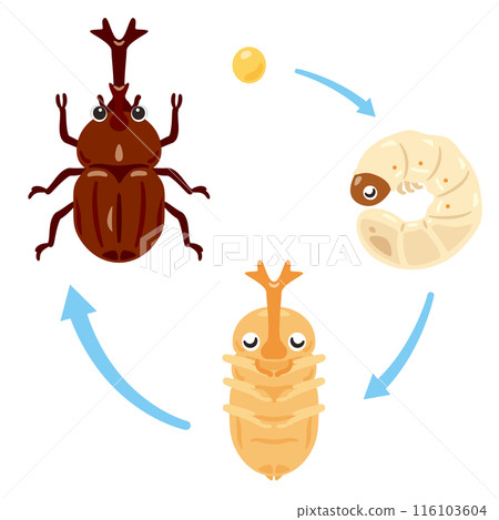 甲蟲、蛹、幼蟲和卵生長套件 甲蟲、蛹、幼蟲和卵生長套件 116103604