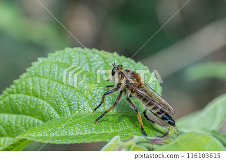 Shioyab (female) 116103615