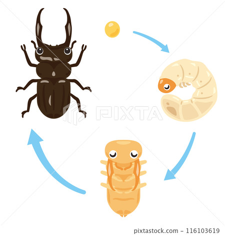 Stag beetle, pupa, larva, egg growth set 116103619