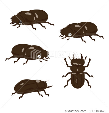Female stag beetle set 116103620