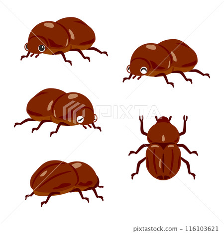 雌性甲蟲集 雌性甲蟲集 116103621