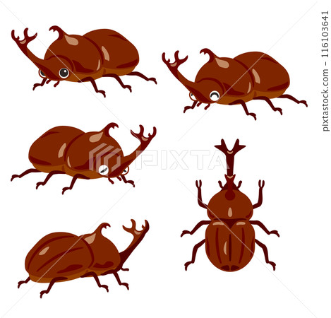Male rhinoceros beetle set 116103641