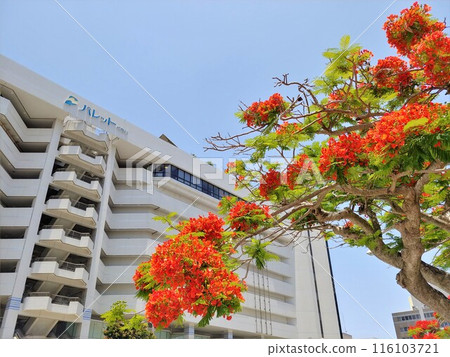 Okinawa Department Store Ryubo 8 Okinawa Department Store Ryubo 8 116103721
