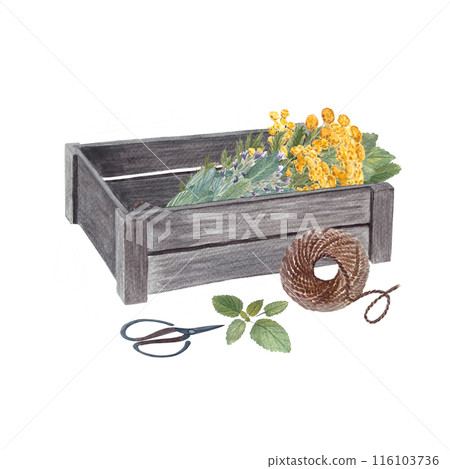 Wooden crate with blue tansy, sage, scissors and jute rope in watercolor isolated on white. Rustic art in simple stile for vintage design, flower shops, stickers, gardening, organic herbs labels 116103736