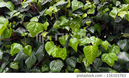 Lush green ivy leaves with raindrops, dense foliage after rain. Hydrated plants and nature rejuvenation concept for design and print. Close up, natural background. Lush green ivy leaves with raindrops, dense foliage after rain. Hydrated plants and nature rejuvenation concept for design and print. Close up, natural background. 116103763