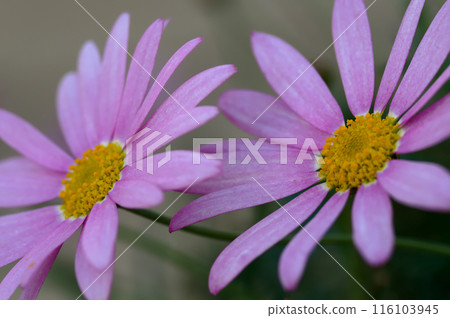 White margaret flowers blooming in an autumn flowerbed 116103945