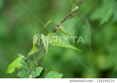Wild yam (Japanese yam) young leaves Wild yam (Japanese yam) young leaves 116104214