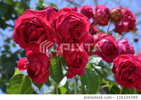 玫瑰 (Rouge Pierre de Ronsard) 玫瑰 (Rouge Pierre de Ronsard) 116104309