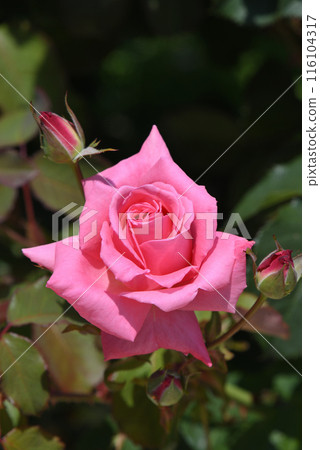 Roses (Yoshizumi) Roses (Yoshizumi) 116104317