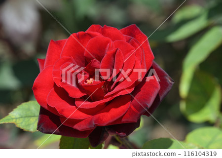 Rose (Barcarolle) Rose (Barcarolle) 116104319