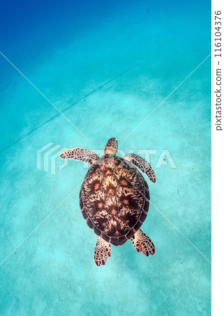 海龜 116104376