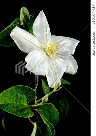 Blooming white clemantis on a black background Blooming white clemantis on a black background 116104437