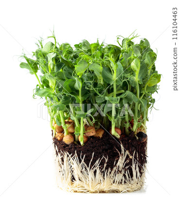 Fresh pea microgreen sprouts isolated on a white background. Fresh pea microgreen sprouts isolated on a white background. 116104463